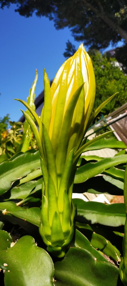 Buds about to open